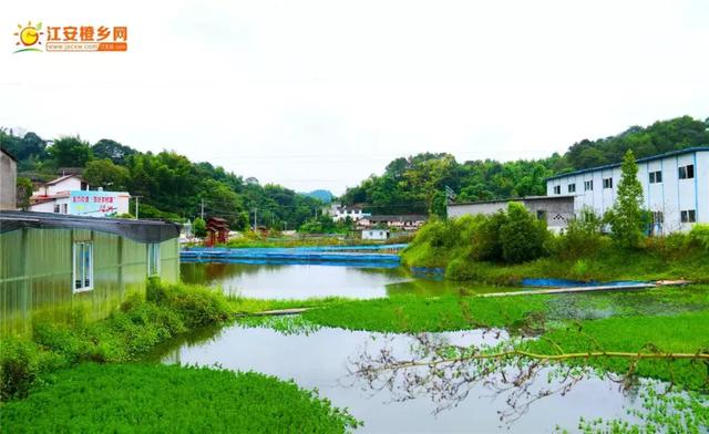 高位池产量高达2000斤！养虾大王亲自讲解养殖五要点