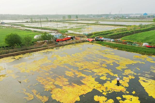 江苏沭阳：清理水体养龙虾