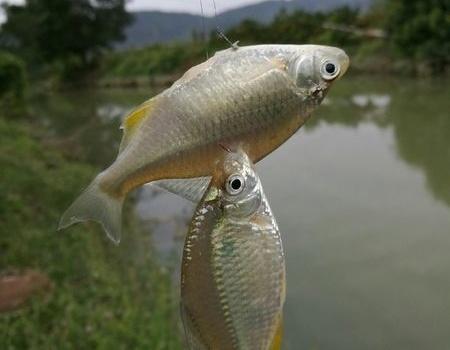 马口鱼生物学特性及人工养殖繁育技术