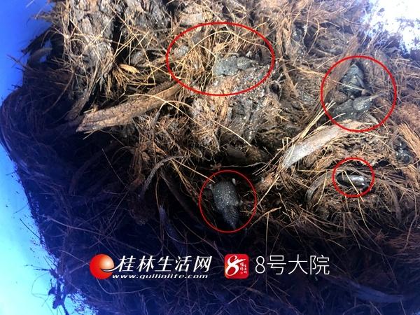 花费万元够买的种虫竟然是害虫 桂林百余农户欲哭无泪