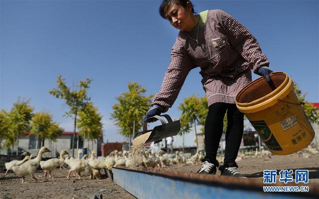 辽宁台安：白鹅养殖富农家