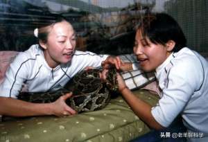 松花蛇养殖技术(杭州一菜花蛇藏居民床垫下，蛇为何会进家？家蛇到底能不能打？)