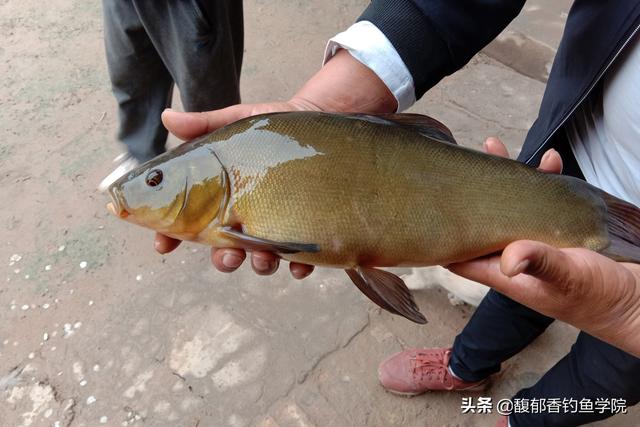 丁桂鱼如何钓？喜欢哪种味型的食物？丁桂鱼的摄食习性和垂钓方法