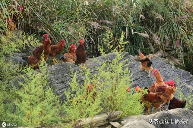 在农村“散养”土鸡，养多少只才能有利润？听听老农咋说