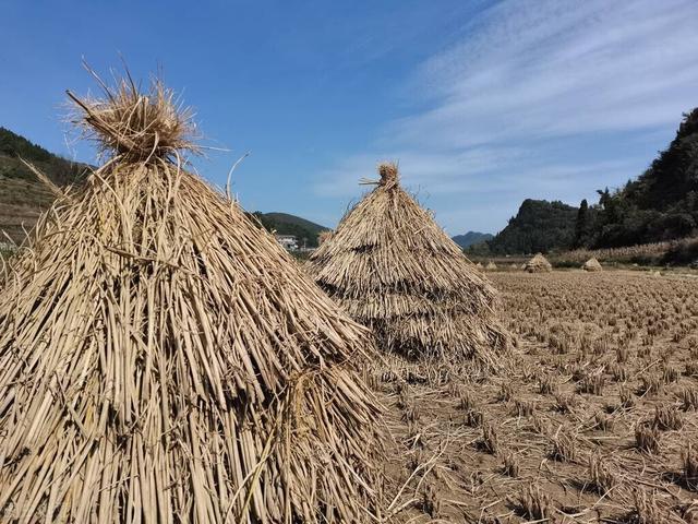 农村常见的8种廉价饲草，省钱又实惠，养羊离不开它们