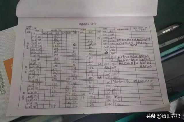 养鸡高手：通过记录3大养殖数据分析鸡群问题，养鸡想不赚钱都难