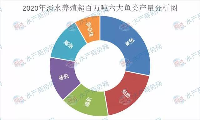 淡水养殖六大鱼类发展趋同，草鱼稳居首位，鳙鱼赶超鲤鱼挤进前三