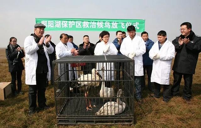 「最美林业故事」此生，要在鄱阳湖守护侯鸟