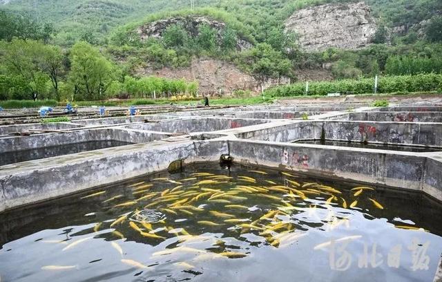 河北井陉：冷水鱼养殖富农家