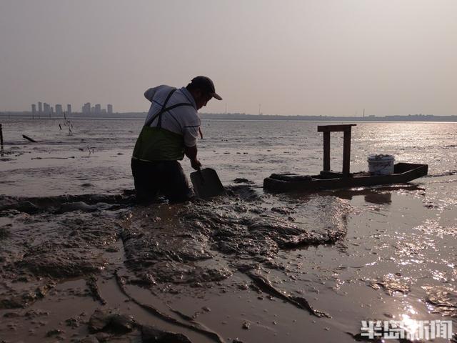 桂东出海记丨策“马”养鲜，跋涉泥滩！海上“骑马”，探访蚬子养殖户的忙碌一天