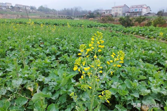 ​影像乡村：宜昌农家庭院饲养土鸡，堆放柴禾；冰箱广告刷在墙上