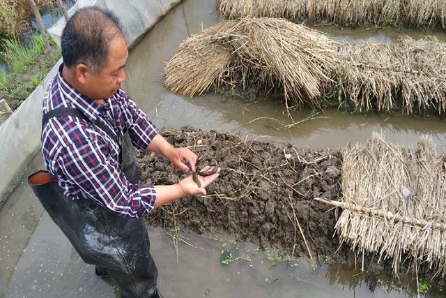 水蛭立体繁养新技术