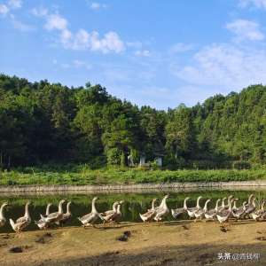 绍兴养殖(浙江省绍兴市稻草鹅生态循环种养技术及效益浅析)