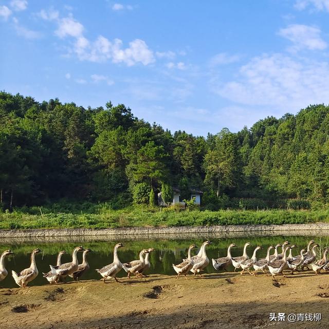 浙江省绍兴市稻草鹅生态循环种养技术及效益浅析