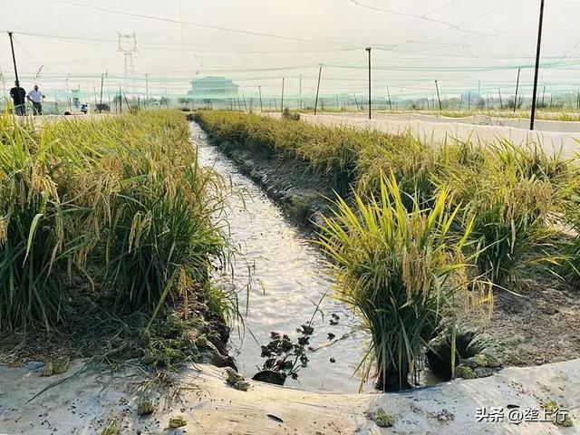 孝昌县中心村：“稻蛙共作”呱呱叫 生态种养有“钱”景