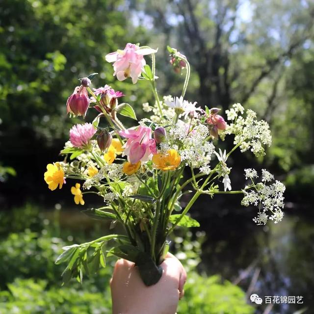 花期长达三季的别致小花漏斗菜，邀你欣赏，教你种植～