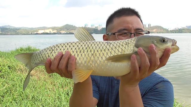 夏天炎热鱼儿会去哪儿？不同种类鱼聚集地不同，草鲤鲫鳊加鲢鳙