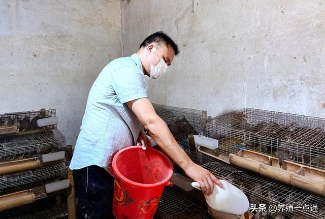 鹧鸪滋补开胃潜力巨大，日常饲养五类饲料注意脱毒和喂量