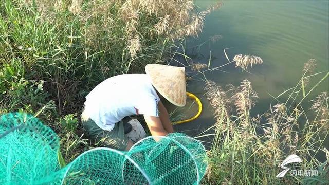 水里捞“金”！武城县：400亩南美白对虾上市 盐碱地变“致富田”