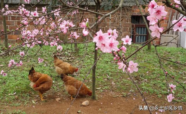 散养土鸡，用这种方法喂养投资少收益高