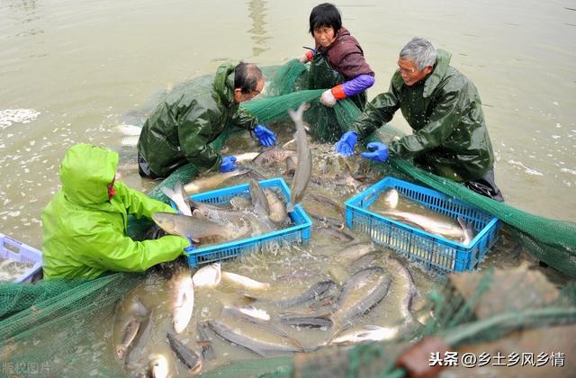 渔民往养草鱼的鱼塘里放养了一种小杂鱼，收益立马就翻了3倍