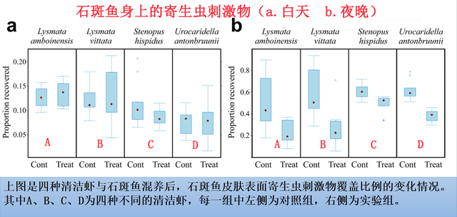 石斑鱼与清洁虾混养有什么好处？生态防病，或是水产养殖新方向