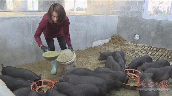 香猪养殖让环江贫困户钱包鼓起来