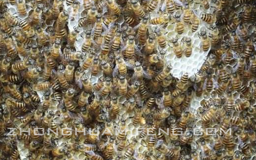 贵州中华蜜蜂的科学饲养