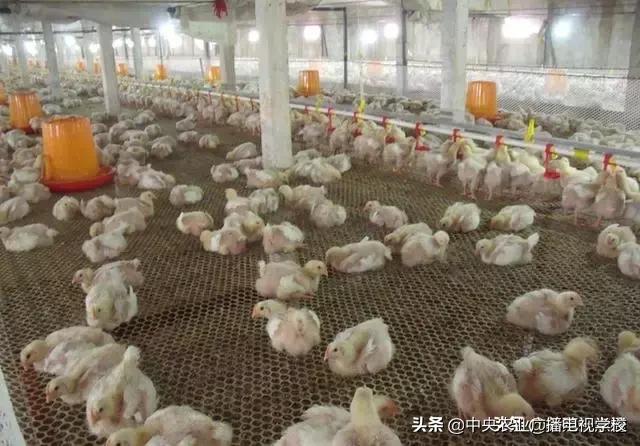 【养殖】肉鸡养殖经验七要点总结，肉鸭、肉鹅、蛋鸡，科学饲养多禽种适用