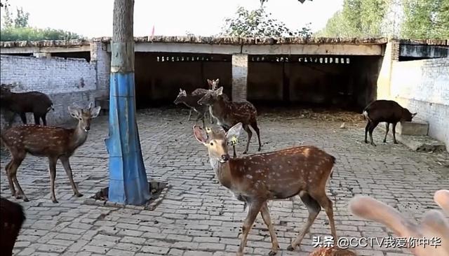 河南汤阴县梅花鹿养殖场---双健鹿场