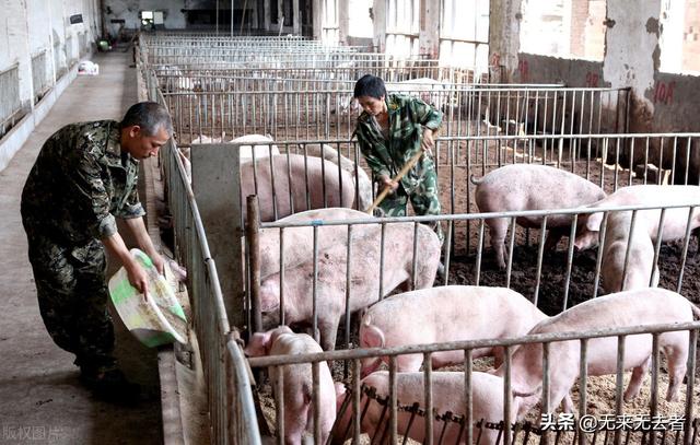 养猪这样自配饲料，每吨省下500多元，又能防控住非洲猪瘟