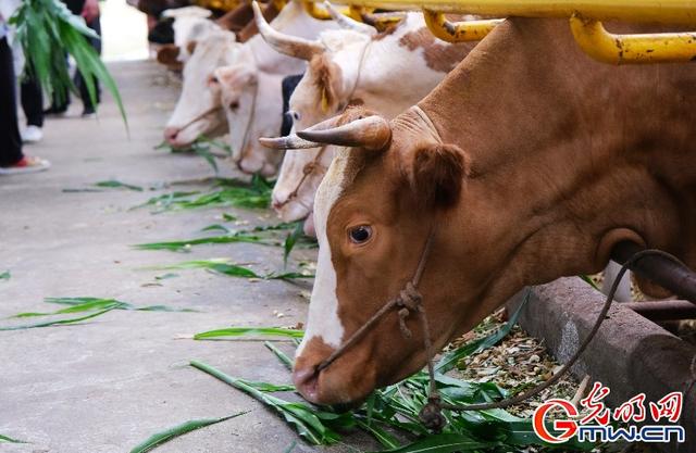 肉牛养殖基地成唐家坝村“聚宝盆”