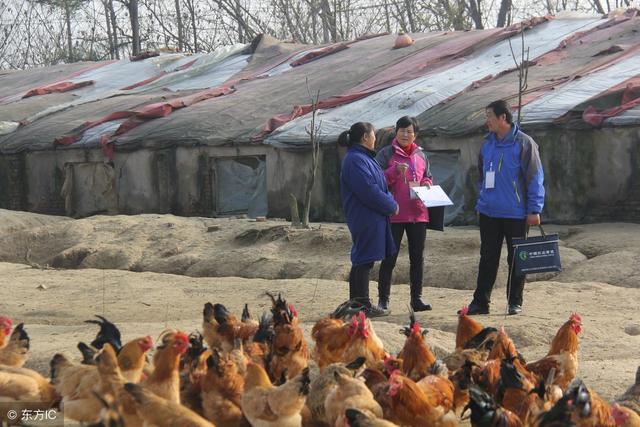 养殖场程序规范：鸡生产中都需要做哪些记录？怎样做好养鸡记录？