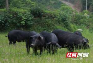 湘村黑猪娄底养殖基地(打好土猪翻身仗，“湘村黑猪模式”为什么能行？)