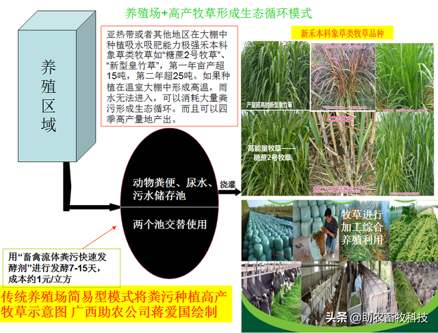 这个猪场采用现代生态循环养殖模式，养殖粪尿水全量还田种植牧草