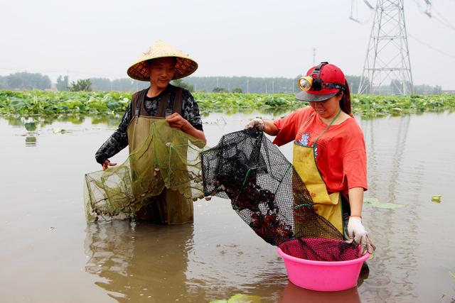 老塘口小龙虾虾苗的密度怎么把控和治疗？这里给大家提供两种方法