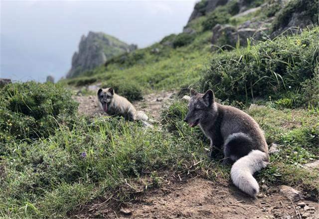 狐狸频现北京，赤狐潭柘寺晒太阳，白狐房山偷鸡蛋，银狐灵山讨食