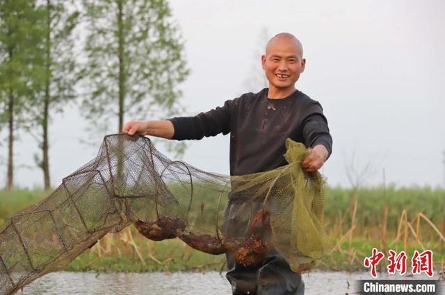 湖南南县“一虾三养”撬动乡村振兴百亿产业