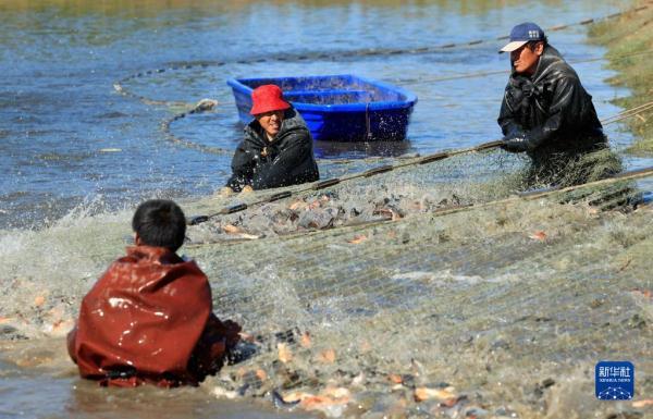 河北丰南：生态水产养殖助增收