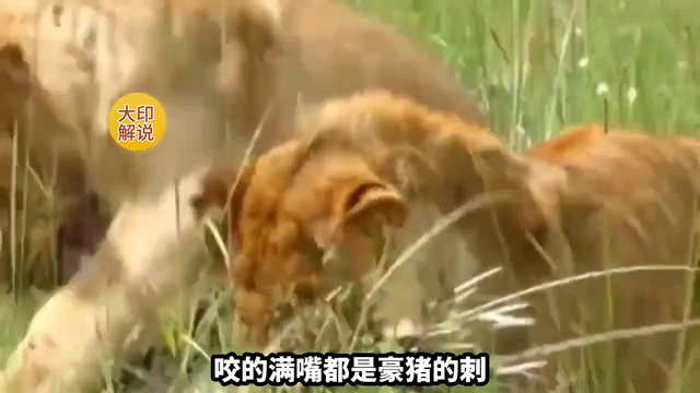 狮子围捕豪猪，被刺的哇哇叫#豪猪