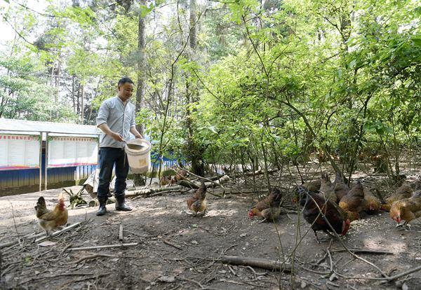 黄平金龙村：壮大特色养殖业 为乡村振兴注活力