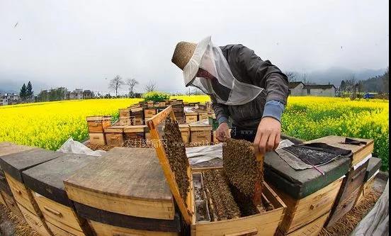 中华蜜蜂怎么养？这几点很重要，养蜂人要知道！