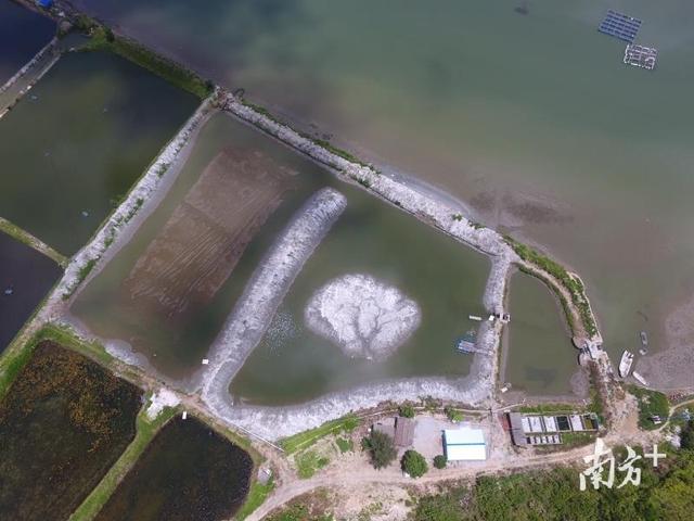 海龟野化听说过吗？全国首个海龟野化基地在广东正式启用