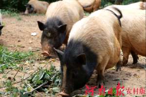 安徽巴马香猪养殖场(平桥区高梁店乡：林下养香猪 特色发展路)