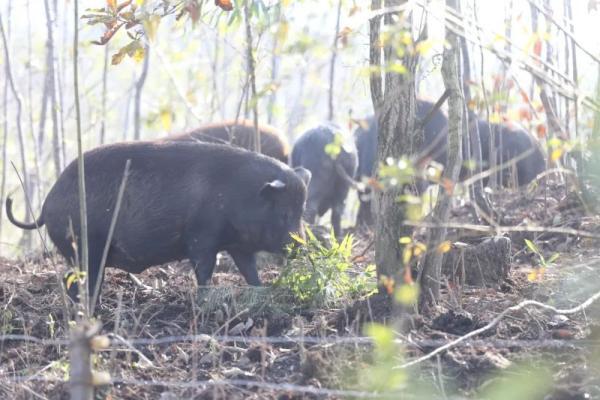 六盘水丨王金涛的“跑山猪”，一个“舌尖”上的亿元产业