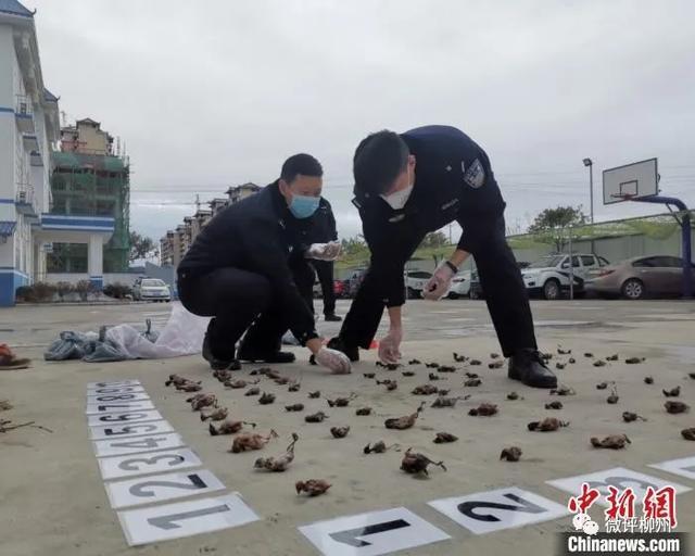 全面禁食野生动物，广西还能养竹鼠、鸵鸟吗？