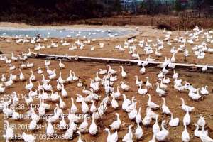 石家庄肉鹅养殖场(旧煤矿上建起生态养鹅场，井陉“煤老板”转型绿色发展路)