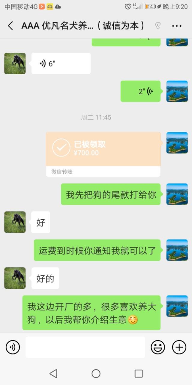 头条的宠物狗广告让我知道了什么叫诚信为本