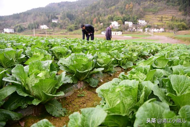 农村父子致富有方：高山种菜又养牛，生态循环种养效益高