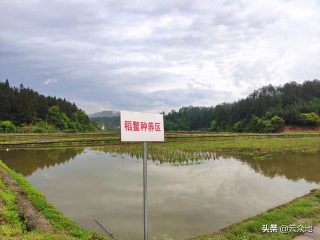 稻鳖综合种养，如何种养出高品质的稻谷和甲鱼？掌握关键技术要点